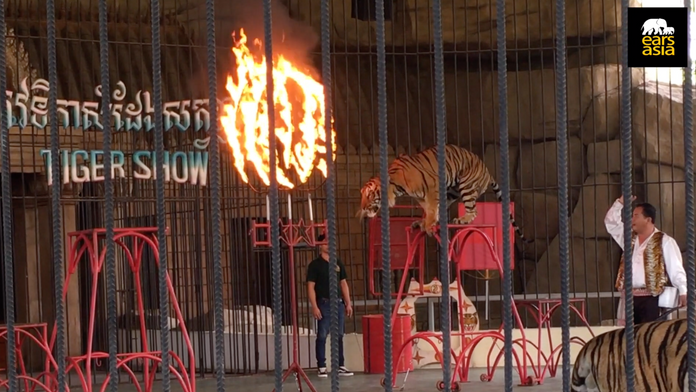 Cruel Animal Shows at Phnom Penh Safari